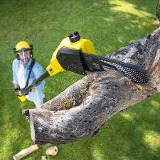 Best Emergency Tree Removal  in David City, NE
