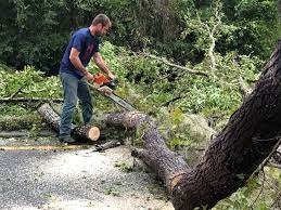 Trusted David City, NE Tree Services Experts