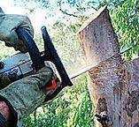 Best Tree Risk Assessment  in David City, NE