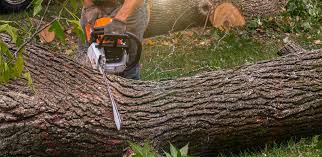 Best Lawn Grading and Leveling  in David City, NE