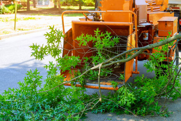 Best Storm Damage Tree Cleanup  in David City, NE