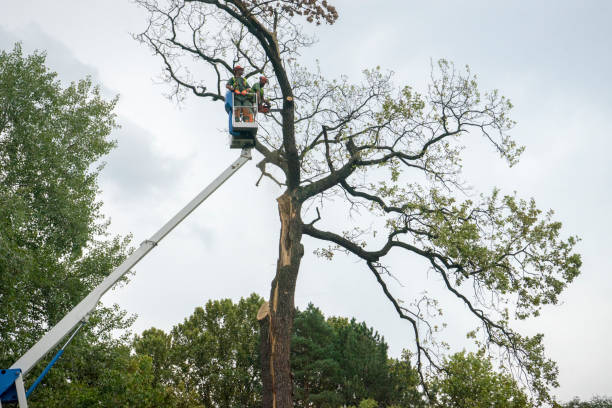 Best Tree Trimming and Pruning  in David City, NE