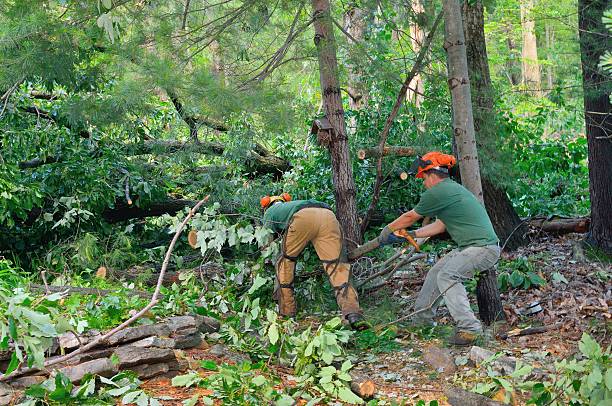 Best Tree and Shrub Care  in David City, NE