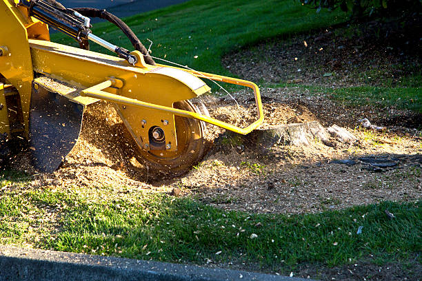 Best Pest Control for Lawns  in David City, NE