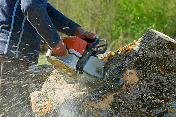Best Tree Removal  in David City, NE